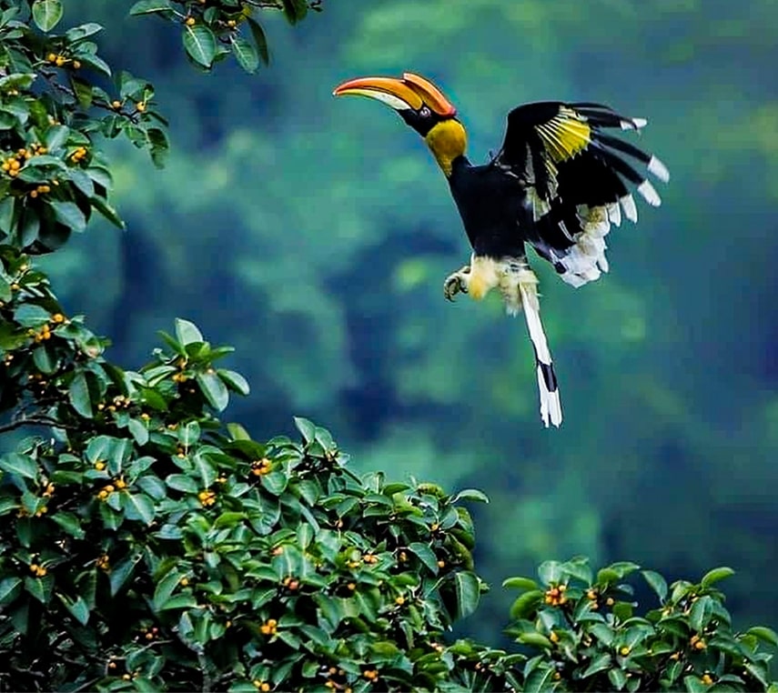 Birdwatching Trek To Mount Mircale